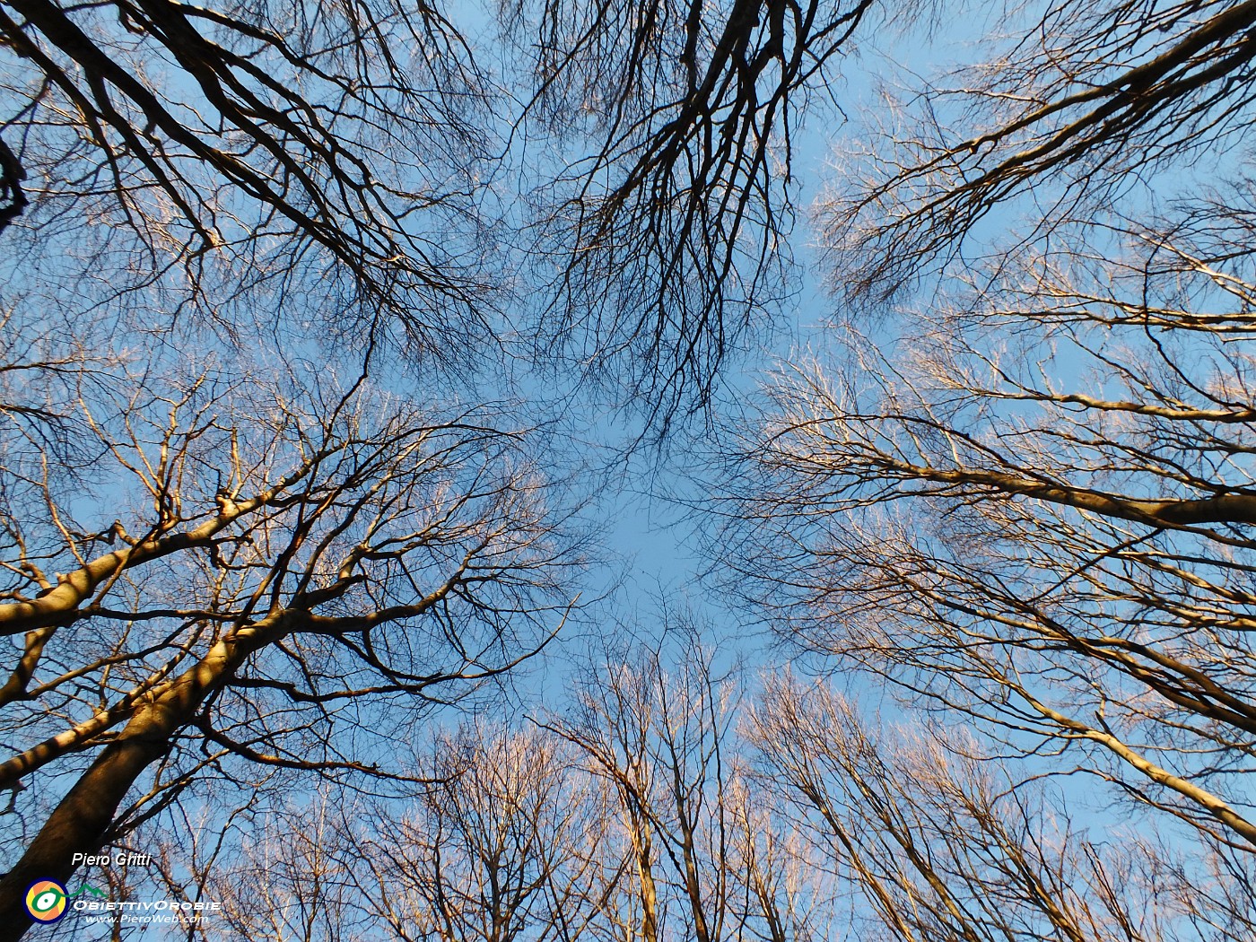 18 Nella splendida faggeta...toccando il cielo.JPG